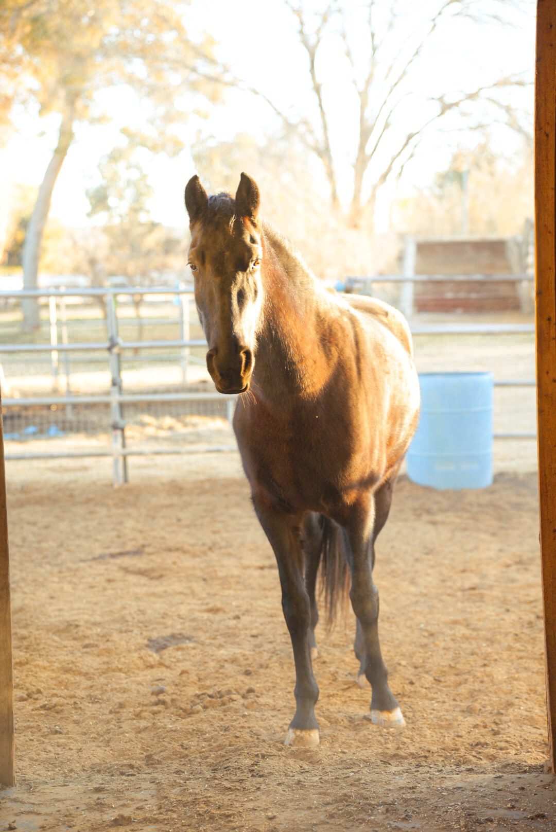 Brown horse in golden sunlight