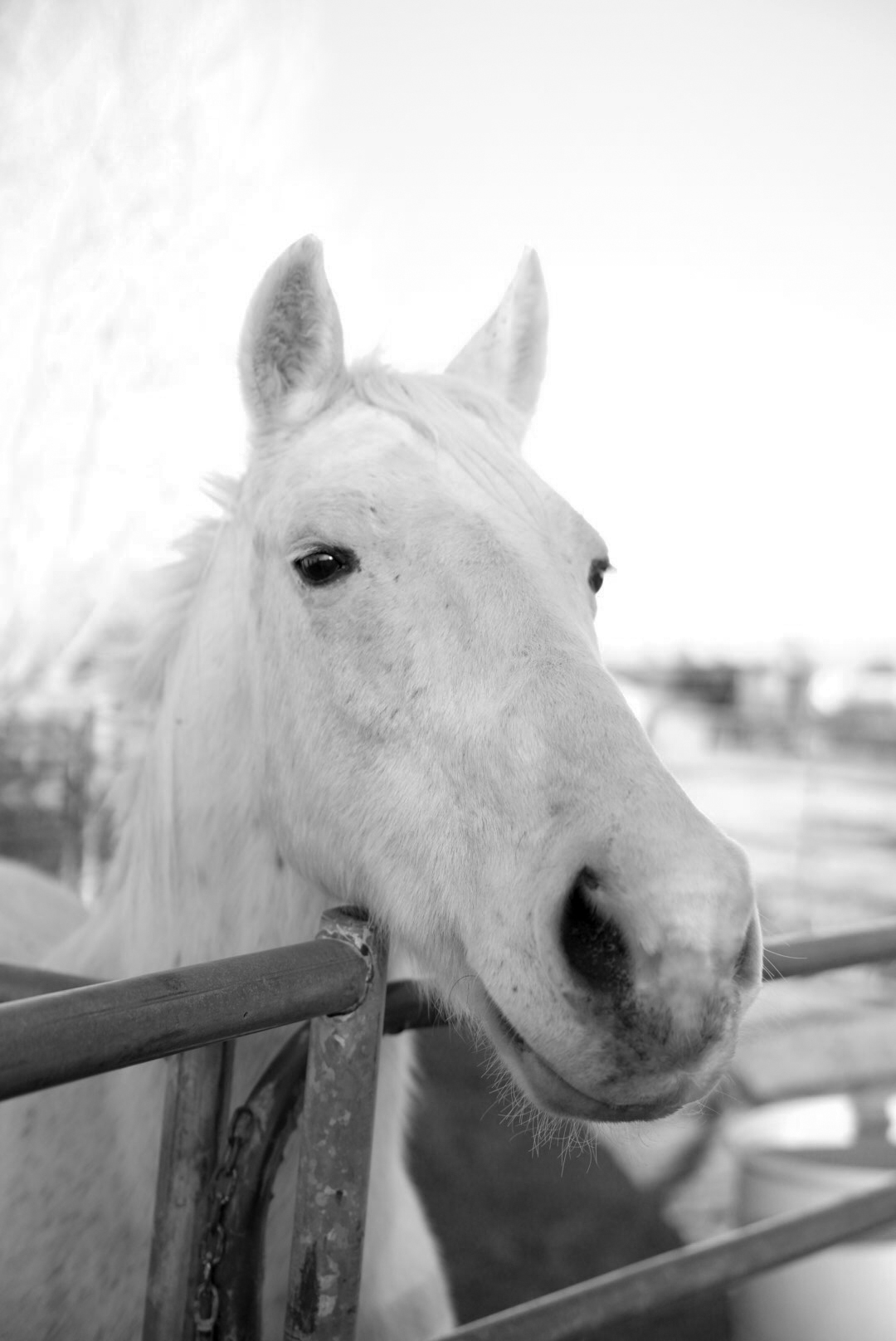 White horse portrait