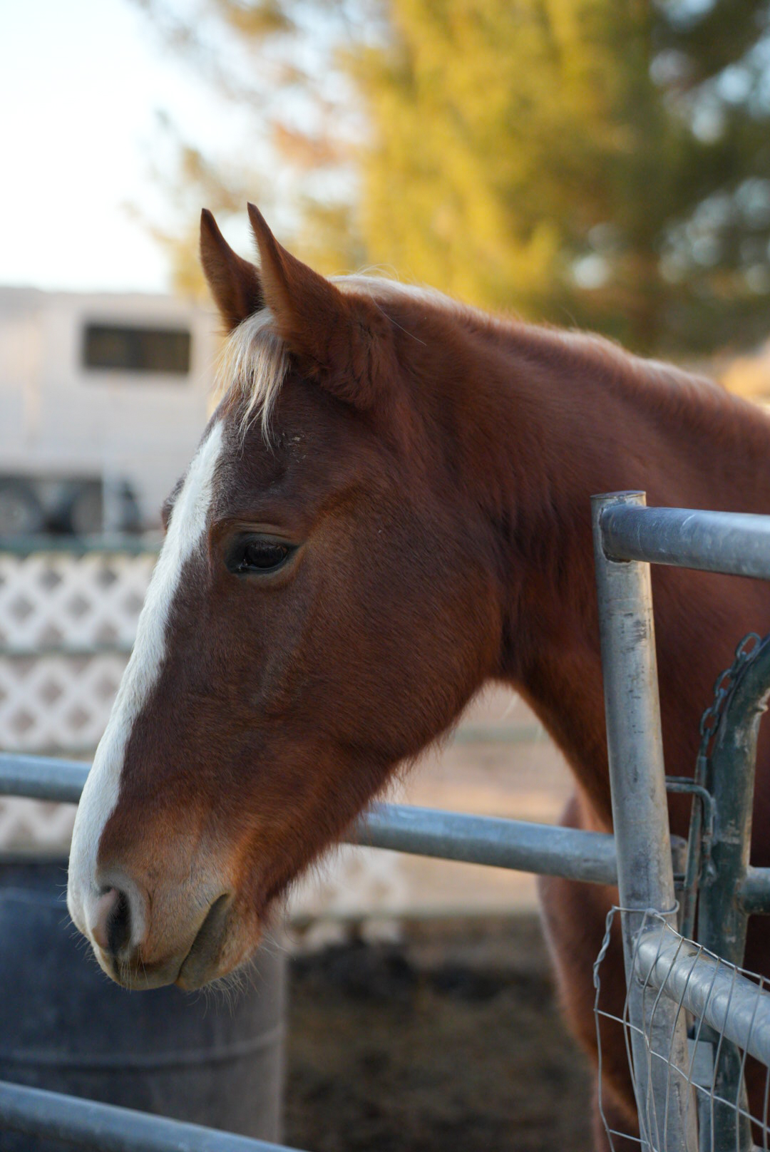 A gentle horse at The Healing Ranch