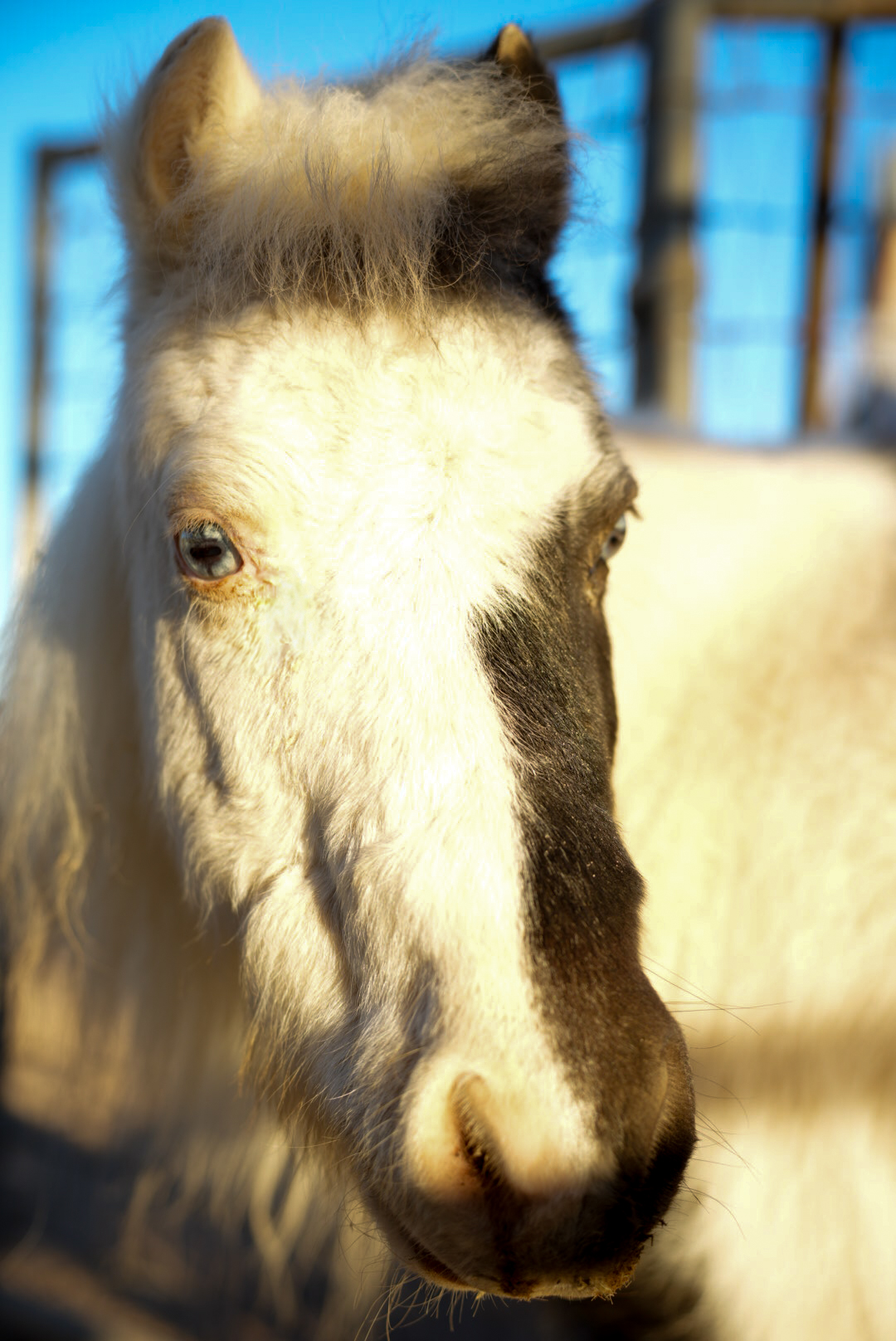 Brown horse at fence