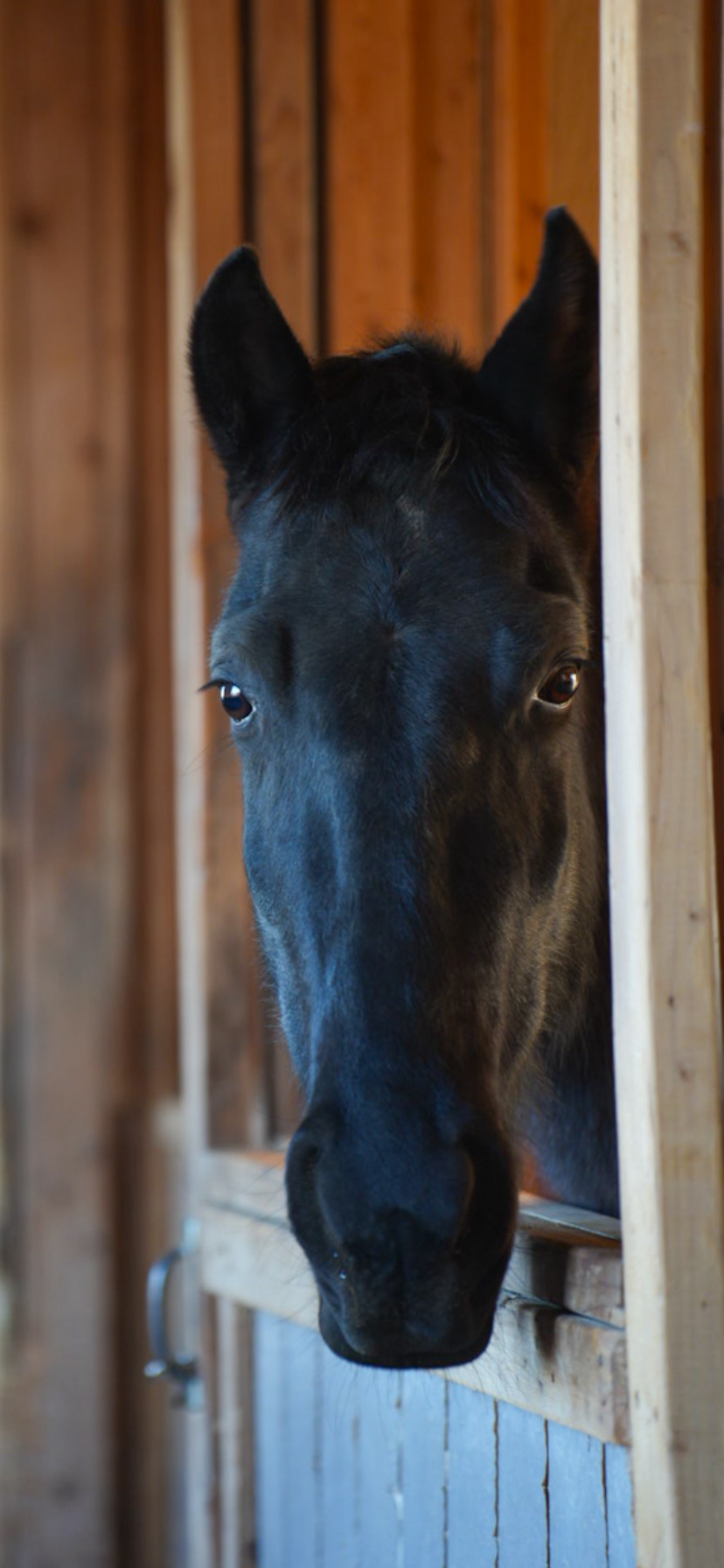 Dark horse in stable doorway