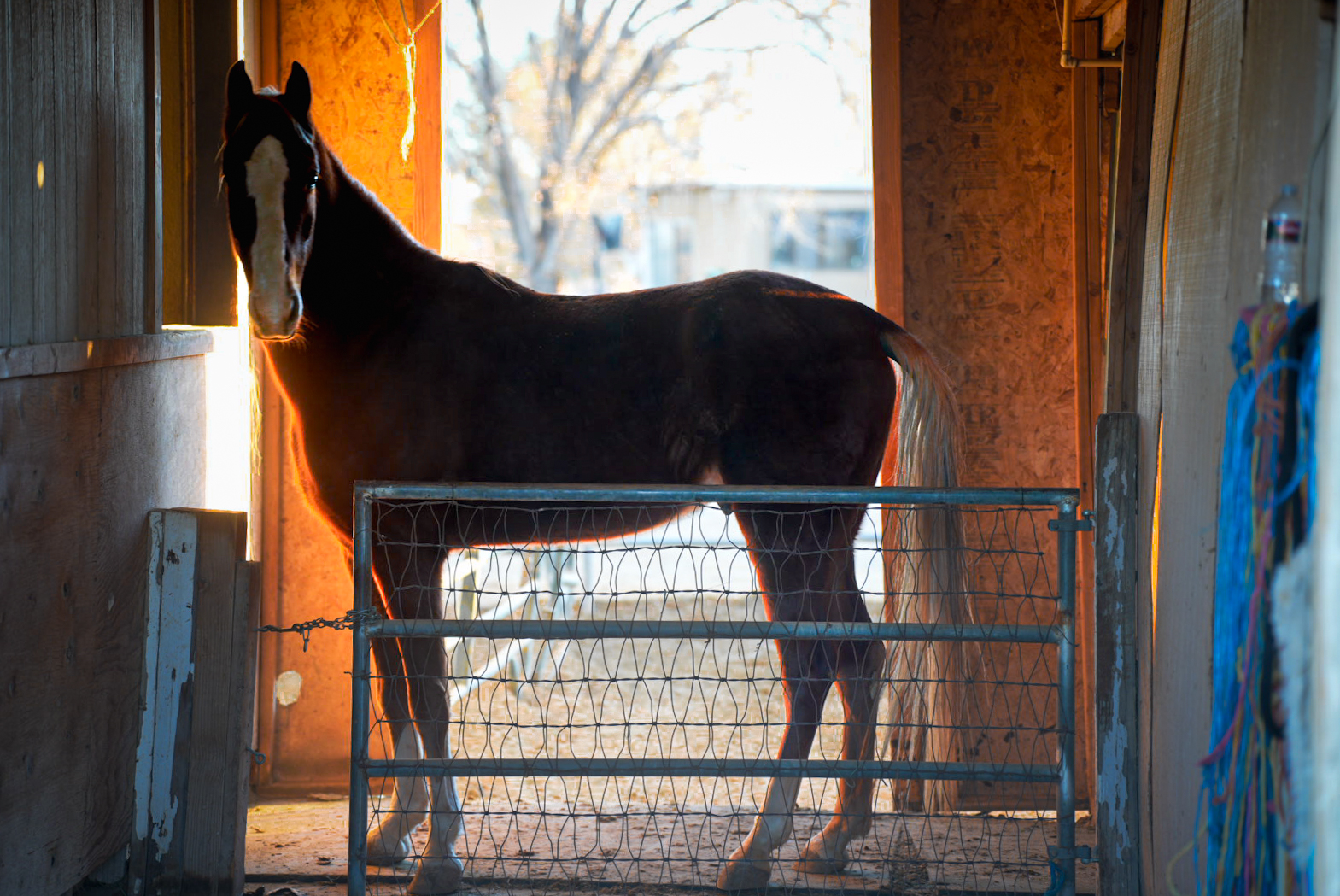 Black horse peeking from stable