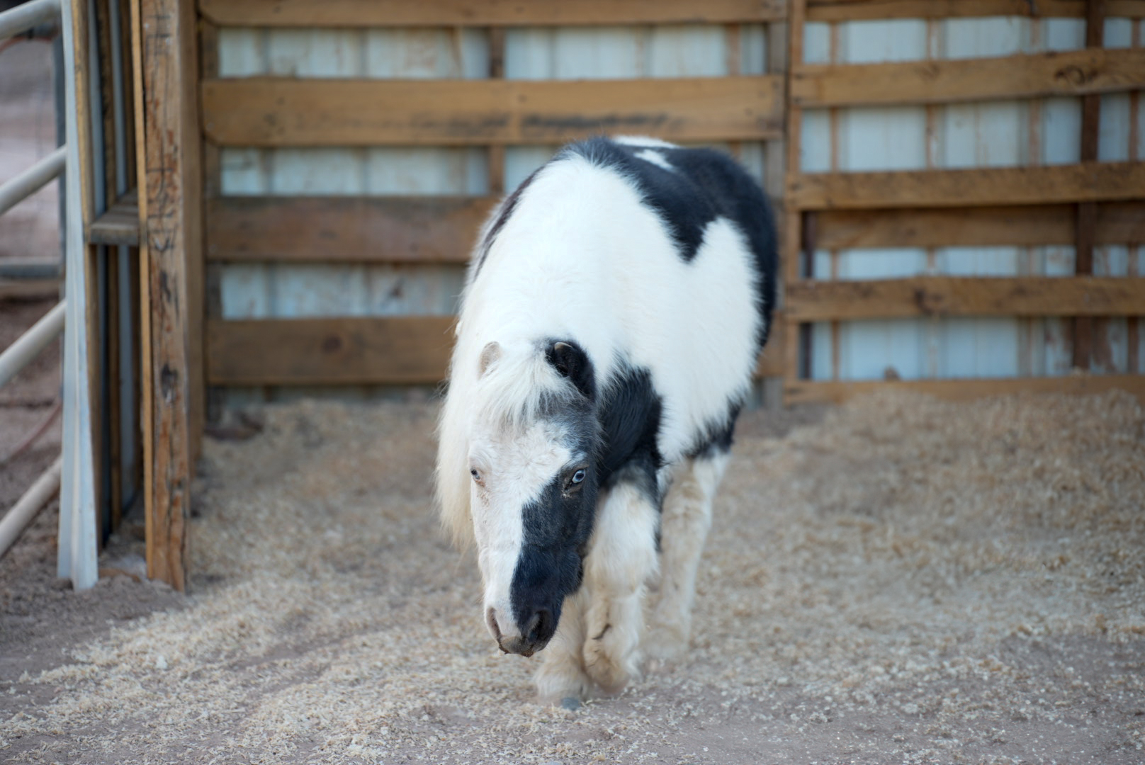 Black and white horse in stable